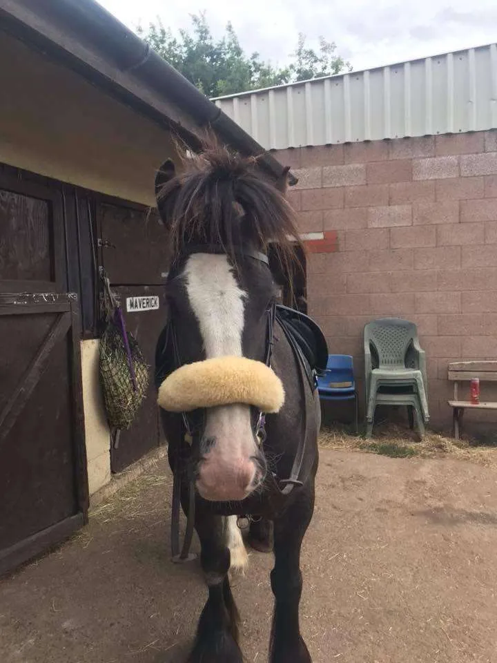 Horse Care Wolverhampton Horse Care Wolverhampton