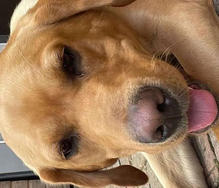 Dog Sitting Dog Sitting