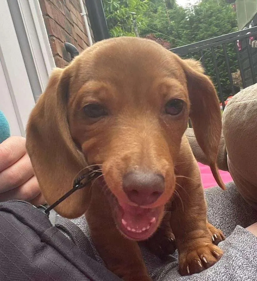 WhatsApp Image 2022-08-04 at 8.40.32 AM Walkies Pet Services Wolverhampton