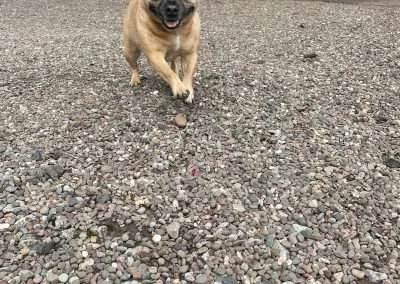 Walkies Pet Services Wolverhampton