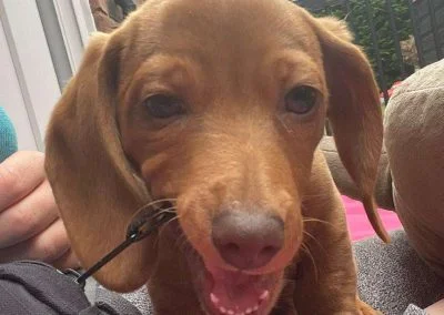 Walkies Pet Services Wolverhampton